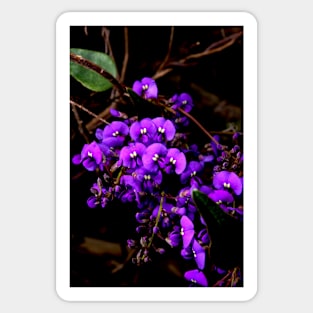 Hardenbergia Violacea - False Sarsaparilla Sticker